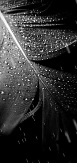 Elegant black feather with water droplets in monochrome.