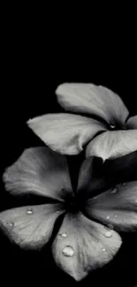 Black floral wallpaper with dew-dropped petals.