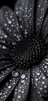 Close-up of a black flower with water droplets on petals, elegant mobile wallpaper.