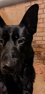 Black German Shepherd with brick wall background.