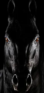 Elegant black horse portrait wallpaper, perfect for mobile devices.