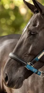 Black horse with blue headcollar in a natural setting.