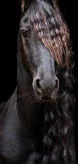 Elegant black horse with striking mane on dark background.