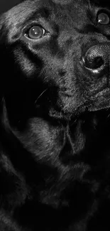 Black Labrador in stunning portrait style, perfect for a dog-lover's mobile wallpaper.