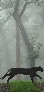 Prowling black panther in misty forest.