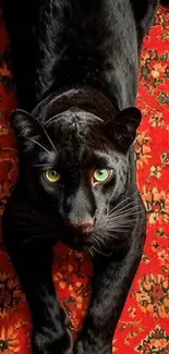 Elegant black panther on a red pattern background, showing captivating eyes.