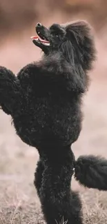 Elegant black poodle standing with grace.