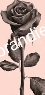 Elegant black rose on light pink background for mobile wallpaper.