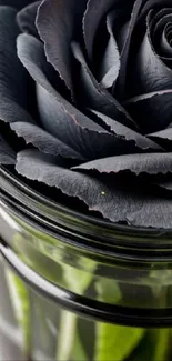 Close-up of an elegant black rose in a glass vase.