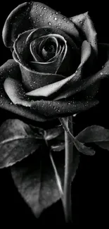 Black rose with dew on petals, set against a dark background.