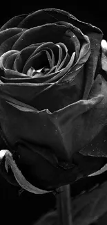 Close-up of a black rose, elegant and artistic.