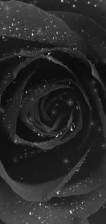 Black rose close-up with dewdrops on petals.