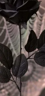 Black rose with a spider web background.