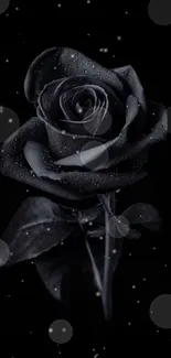 Elegant black rose with dewdrops on a dark background.