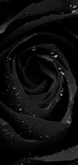 Close-up of a black rose with dewdrops on petals.
