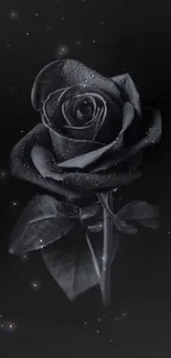 Elegant black rose on starry night background wallpaper.