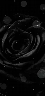 Elegant black rose in dark theme for mobile wallpaper.