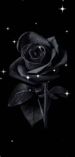 Elegant black rose on dark background.