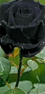 Black rose with dewdrops and green leaves wallpaper.