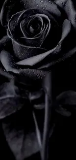 Elegant black rose with dewdrops in a dark, moody setting for mobile wallpaper.