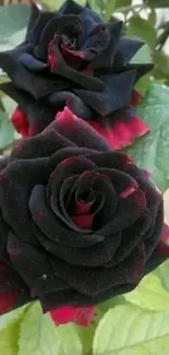 Elegant black rose with red hues and green leaves.