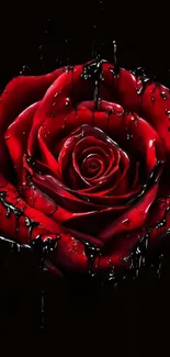 Elegant red rose on black background mobile wallpaper.