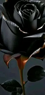 Elegant black rose with soft petals on a dark background.