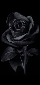 Black rose with dewdrops on a dark background.