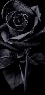 Elegant black rose with dewdrops on petals against a dark background.