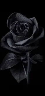 Elegant black rose mobile wallpaper with a detailed floral design.