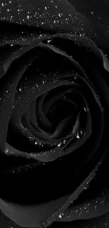 Close-up image of a black rose with dewdrops on petals.