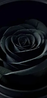 A stylish black rose in full bloom against a dark background.