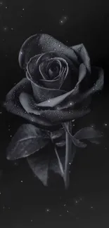 Black rose with droplets on a dark background.