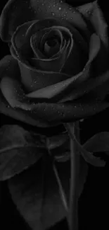 Elegant black rose with dewdrops on petals.