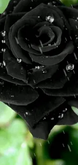 Elegant black rose with water droplets.