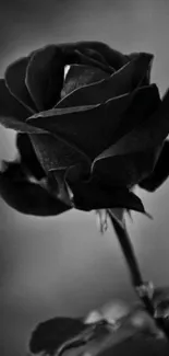 Elegant black rose wallpaper for mobile, perfect for an aesthetic look.