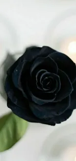 Elegant black rose with soft bokeh in the background for mobile wallpaper.