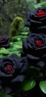 Dark black roses with vibrant green leaves in a natural setting.