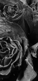 Black roses in elegant monochrome wallpaper design.