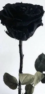 Elegant black rose against a muted background, perfect for mobile wallpaper.