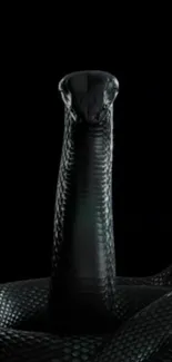 Black snake elegantly coiled in darkness.