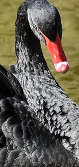 Graceful black swan with striking red beak on tranquil pond.
