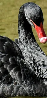 Elegant black swan with striking orange beak.