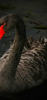 Elegant black swan with vivid red beak on dark water background.