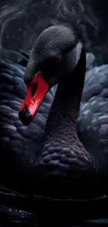 A majestic black swan with elegant dark feathers.