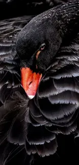 Elegant black swan with detailed feathers.