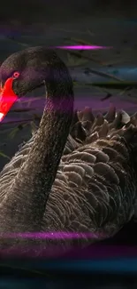 Elegant black swan gliding on water with a dark backdrop.