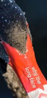 Graceful black swan with water droplets on beak.