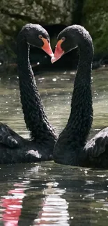 Two elegant black swans mirrored on tranquil water.