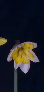 Yellow daffodil on dark background wallpaper.